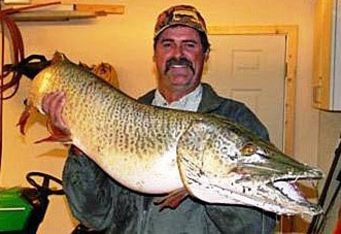 Friends help each other net top state tiger muskies